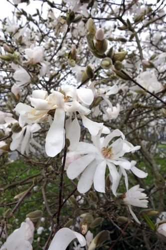 Magnolia stellata petit jardin