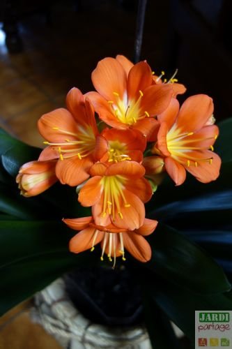 clivia floraison