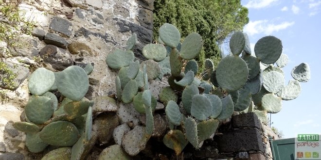 cactus-raquette-opuntia