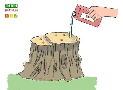 détruire souche arbre