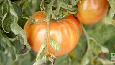 murir tomates vertes
