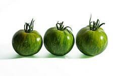 Faire mûrir les dernières tomates vertes