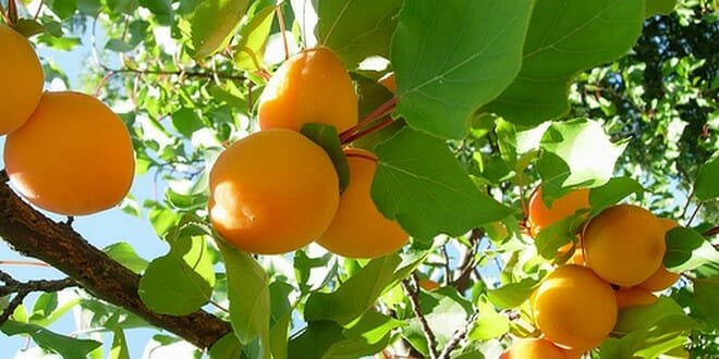 variété d'abricot