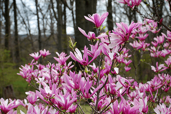 magnolia liliflora susan