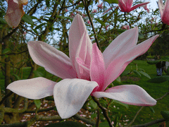 magnolia star wars