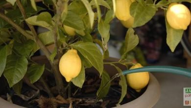 entretien citronnier pintemps