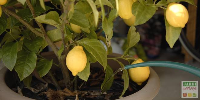 entretien citronnier pintemps