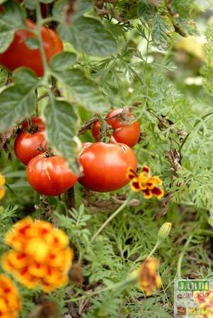 association tomate oeillet