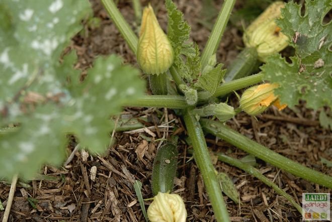 comment cultiver courgettes