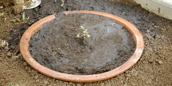 planter un myrtillier en terre argileuse