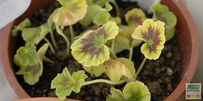 Geranium arbustif lilas clair