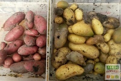 Récolte des pommes de terre sur compost