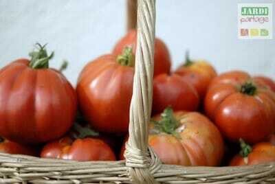 récolter les tomates