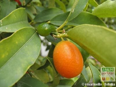 Entretien kumquat
