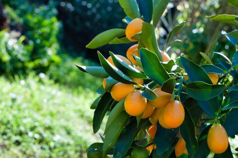 Citrus Kumquat 75 cm Fruit de Botanicly Hauteur 