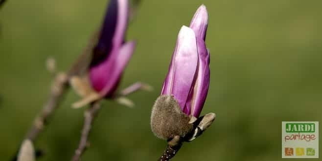 éclosion fleur de magnolia