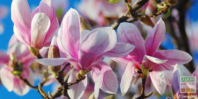 Magnolia soulangeana fleurit pas