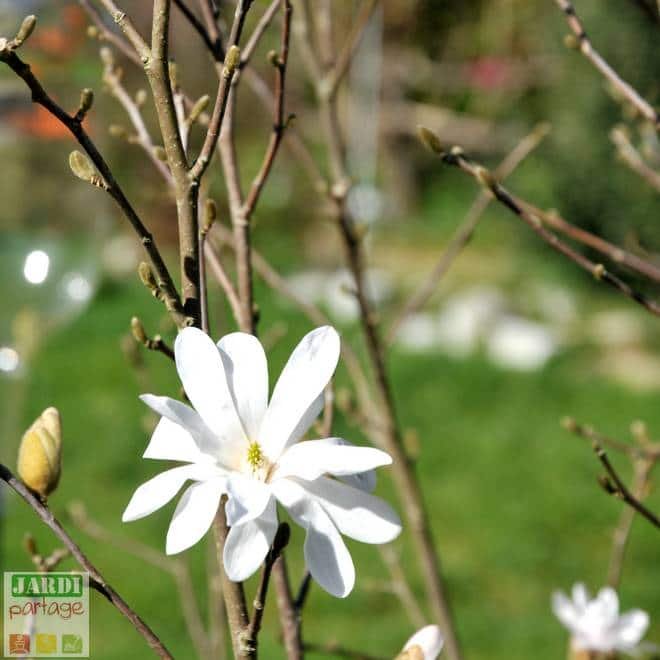 magnolia stellata qui ne fleurit pas