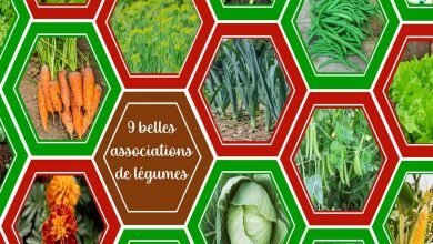 9 associations de légumes au potager