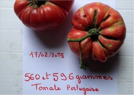 grosse tomate portugaise
