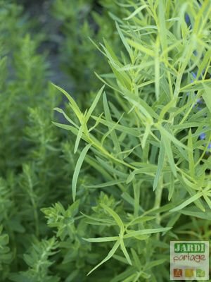 Artemisia Dracunculus