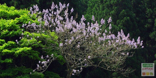 Paulownia tomentosa arbre