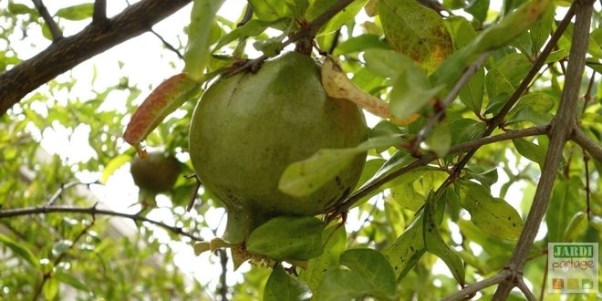 grenadier-arbre-fruitier