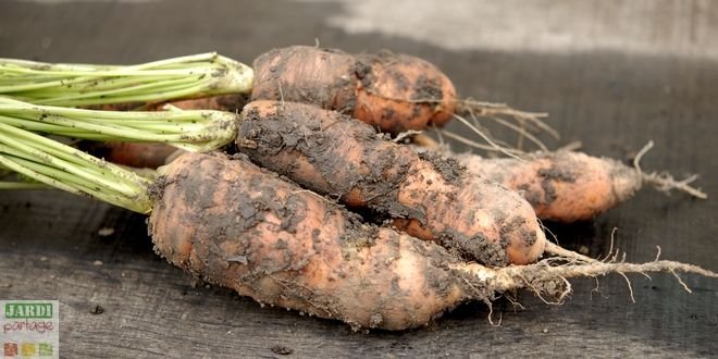 quand planter les carotte hiver