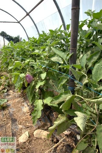 cultiver des aubergines sous serre