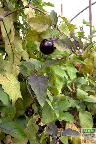 distance plantation aubergine