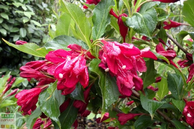 weigelia red prince rouge