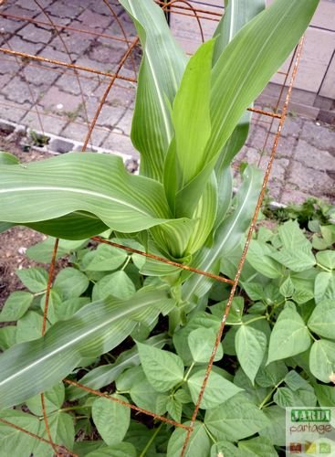 planter du mais a pop corn