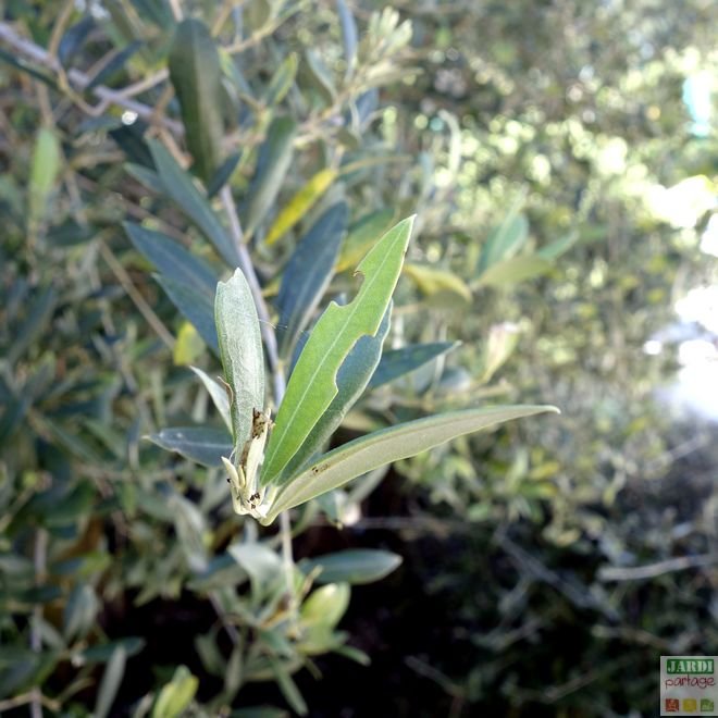 feuille olivier mangee