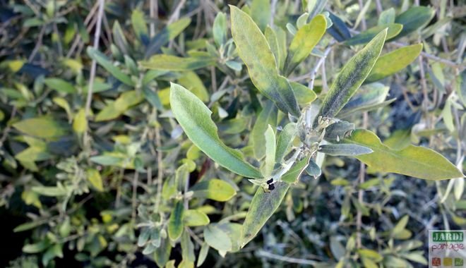 maladies és paraziták olivier