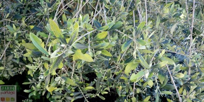 maladie de olivier feuilles jaunes