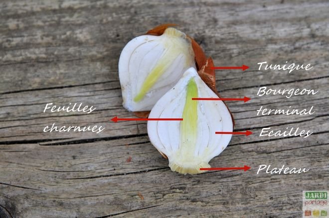 Bulbe tulipe definition