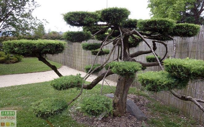 jardin japonais conifere taille