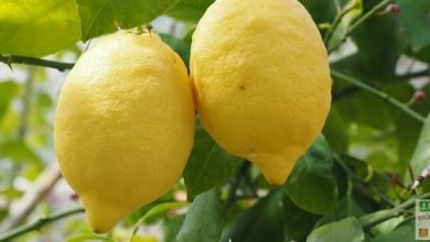 exposition citronnier