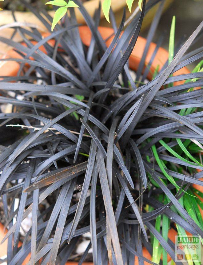 ophiopogon noir culture