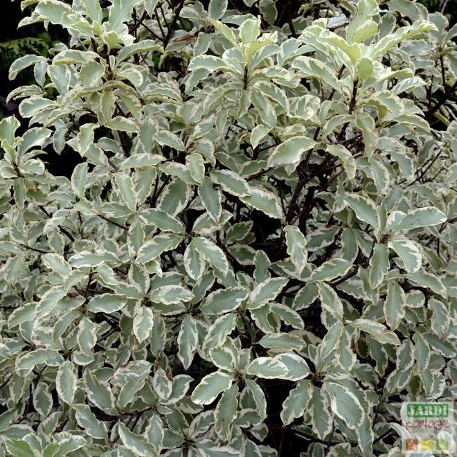 pittosporum variegatum