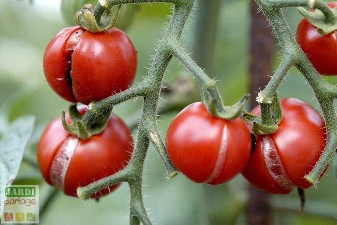 tomate fissuree