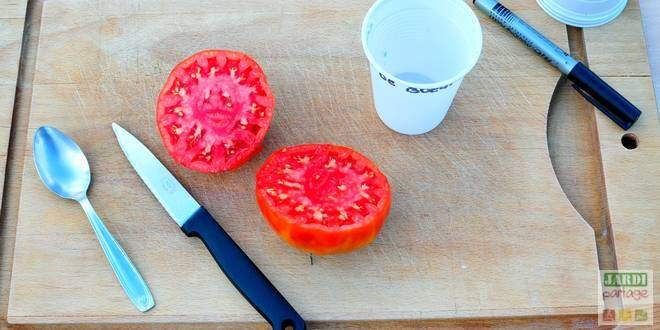 faire ses graines de tomates