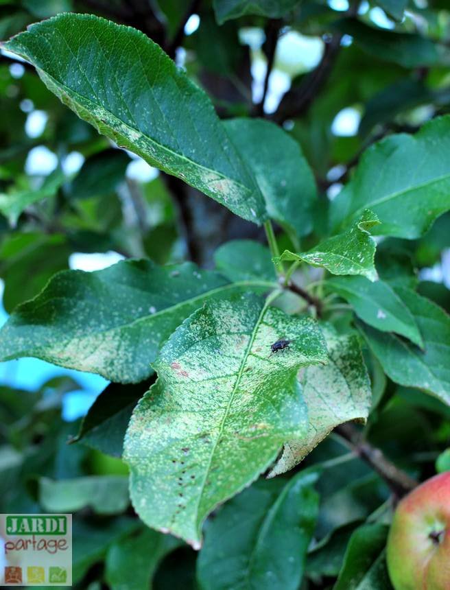 maladie pommes feuilles