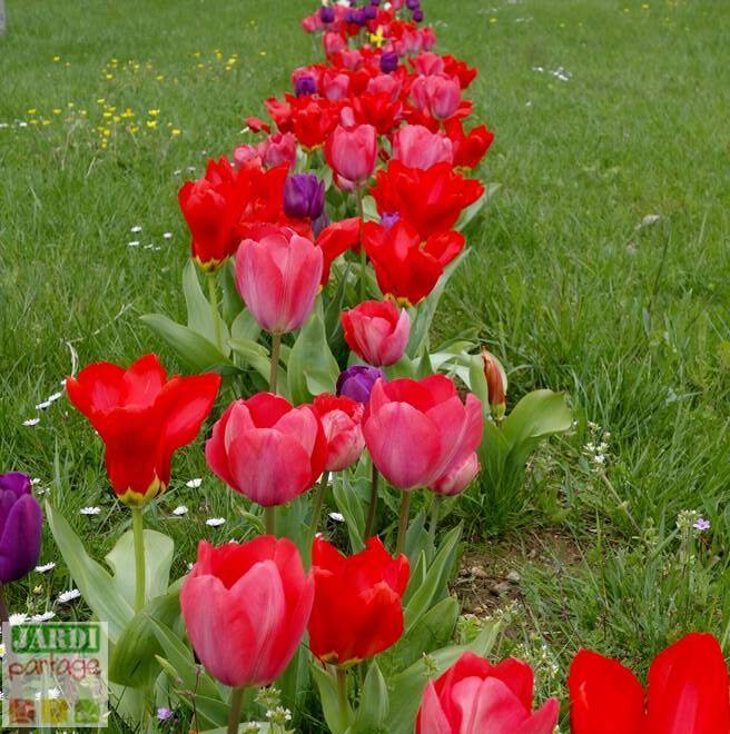 planter les tulipes au printemps