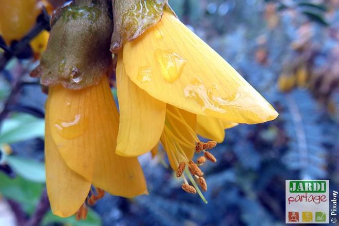 arbuste a fleur jaune sophora