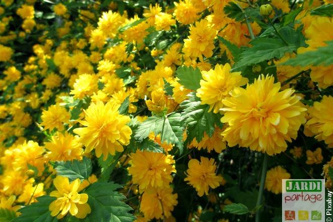 arbuste a fleurs jaunes corete du japon