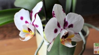 comment faire refleurir une orchidee