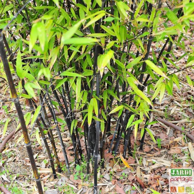 planter bambou barriere anti-rhizome