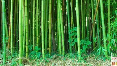 planter un bambou