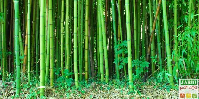planter un bambou